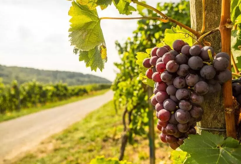 Retkeilymaja Vinotel Heinz J. Schwab