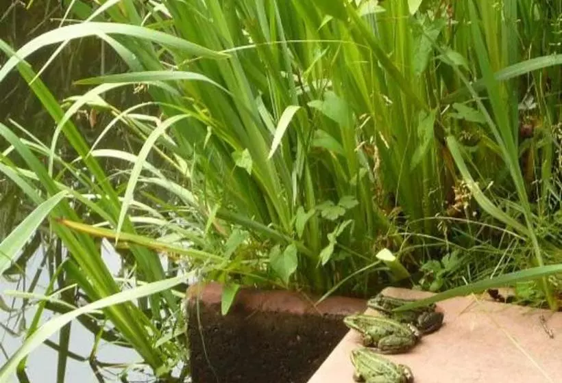 Gasthaus Pension Zum Brandweiher