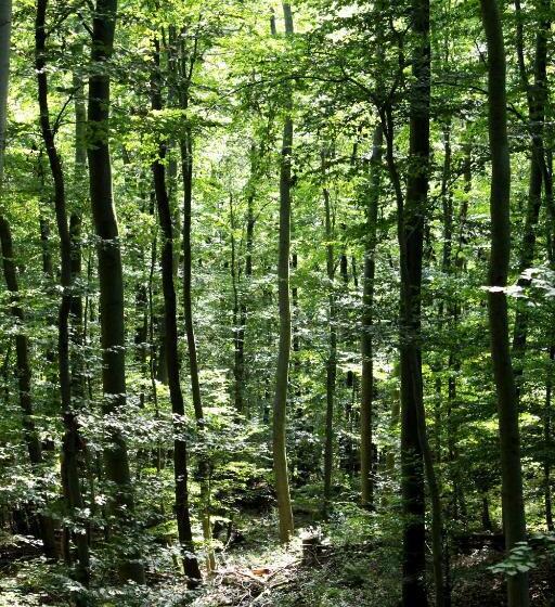 旅馆 Burghof Kyffhäuser