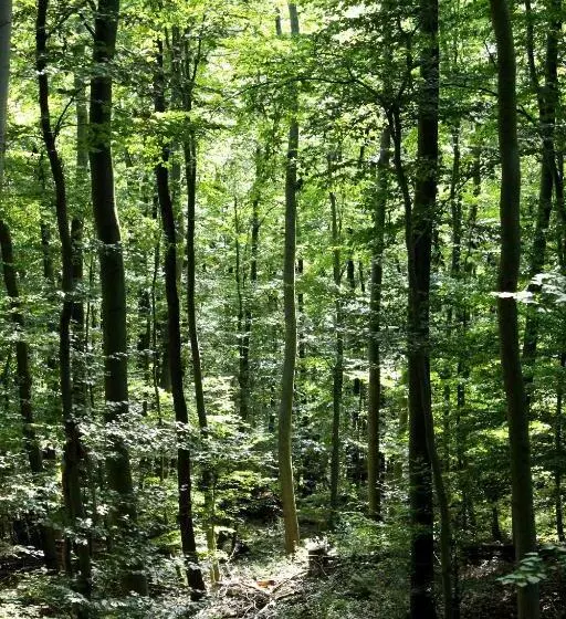 Retkeilymaja Burghof Kyffhäuser