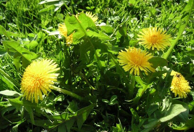 בית מלון כפרי Natur Aktiv Hof Thiem