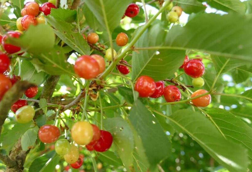 בית מלון כפרי Natur Aktiv Hof Thiem