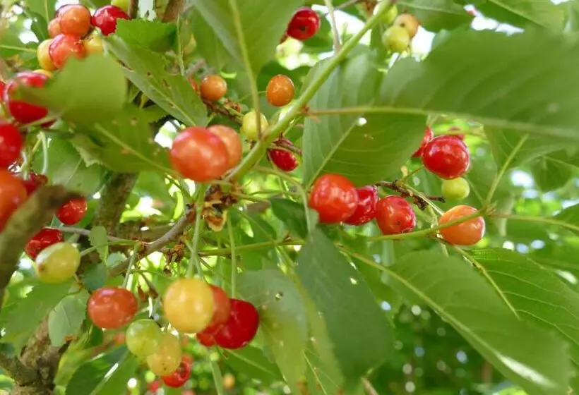 Hotelli Natur Aktiv Hof Thiem