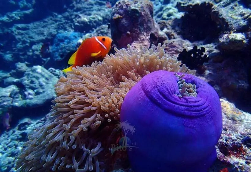 پانسیون Bito S Gh