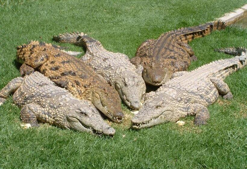 ペンション Crocodile Lodge Cc