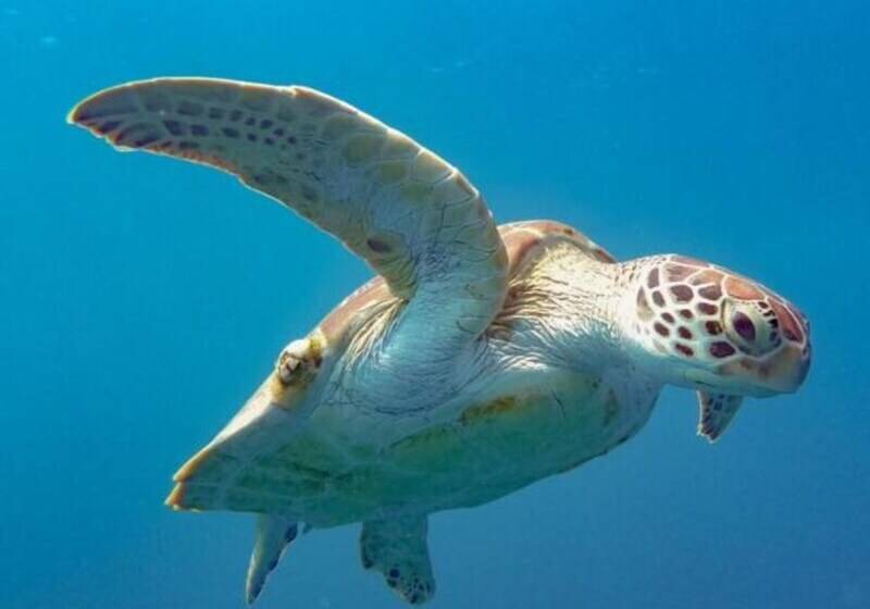 پانسیون Kokaa Maafushi