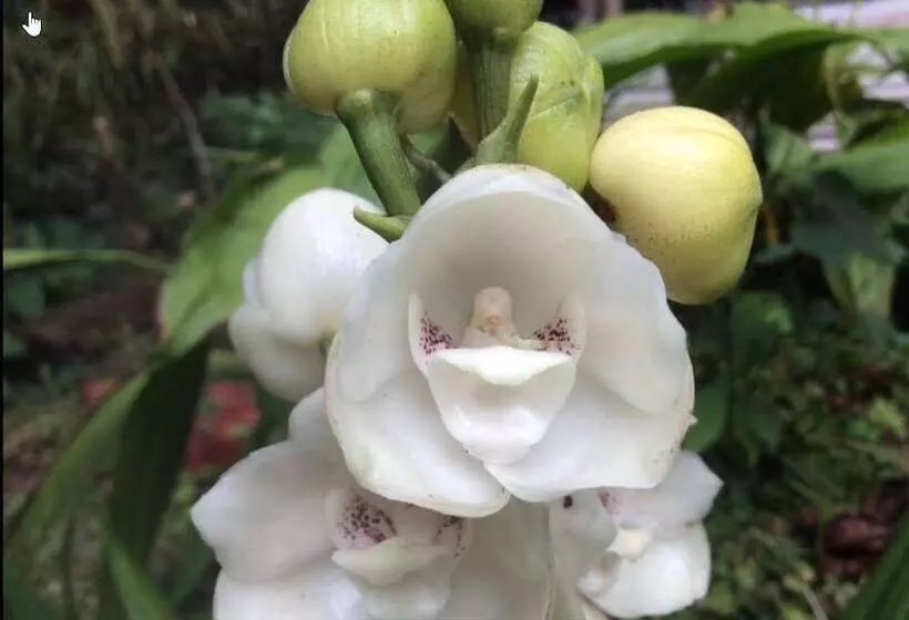 ペンション Orquideas Del Tolima
