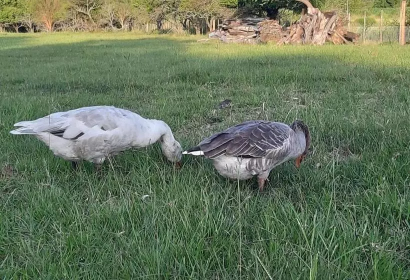 Retkeilymaja Posada Del Pio, Granja