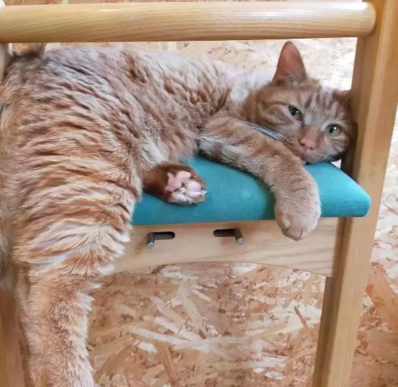 Majatalo Asahikawa Ride