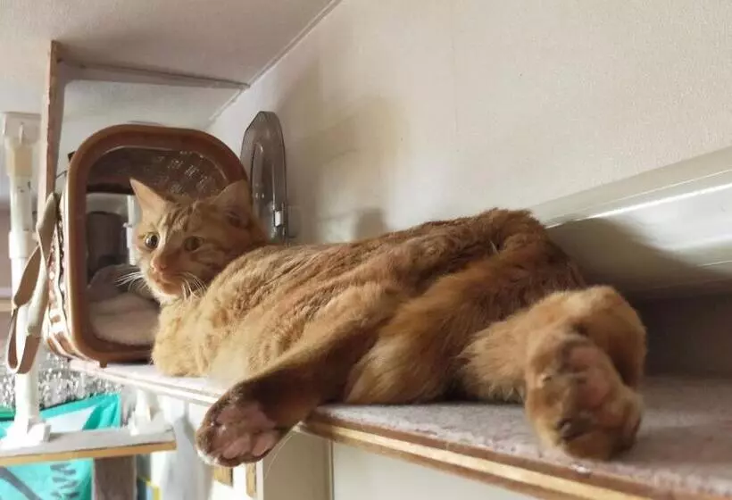 Majatalo Asahikawa Ride