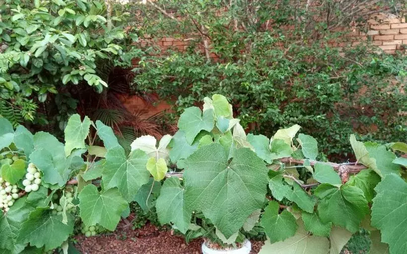 Majatalo Pousada Danza   Centro