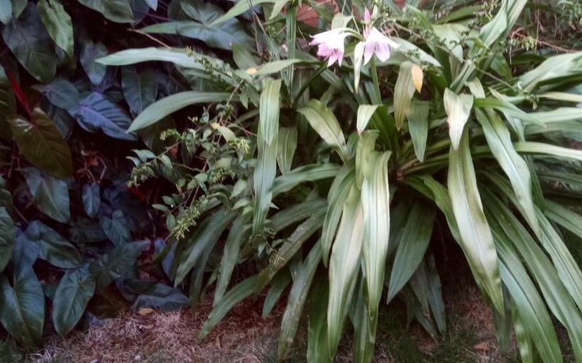 Pansiyon Pousada Danza   Centro