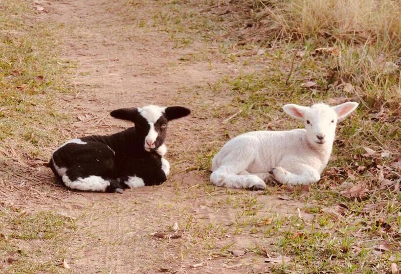 Pensjonat Pousada Aguaraguazu