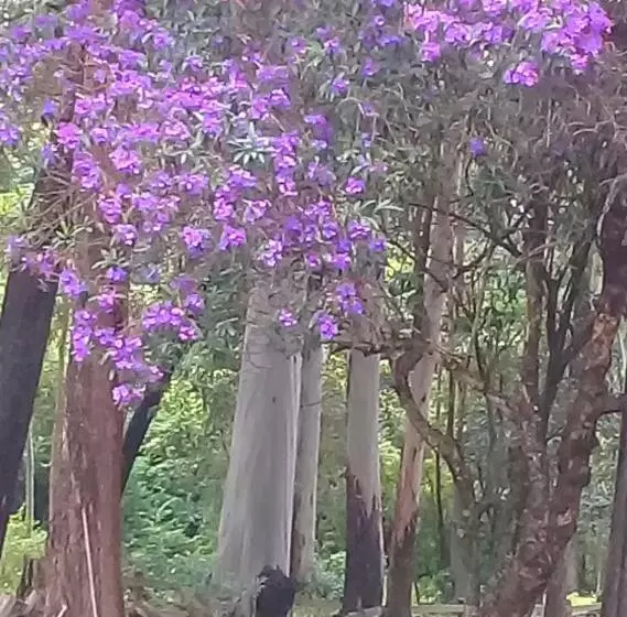 Hotelli Eco Pousada Sinhá Ruth
