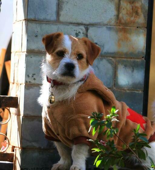 Panzió 58 Inn Lijiang