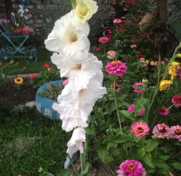 پانسیون Natia