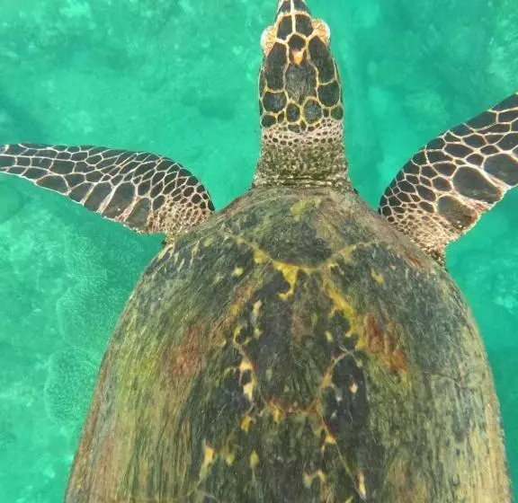 Majatalo Vibushan Guest House