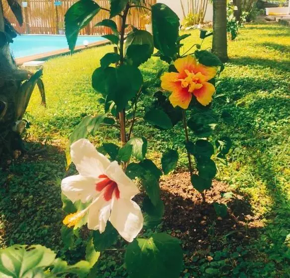 Majatalo Chez Rustine Et Pompette