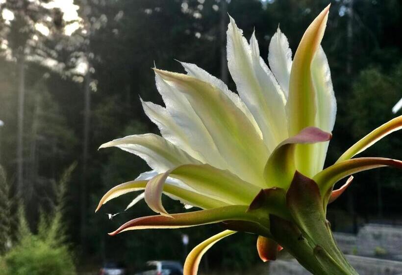 Pensionat Ocean Melody Vacation Rooms