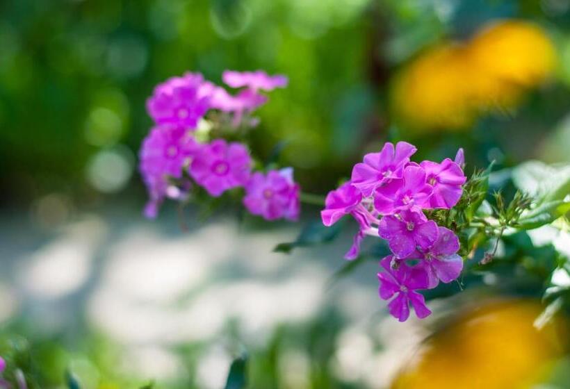 پانسیون Sakura Guesthouse