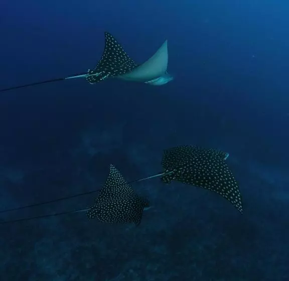 ペンション Nova Pousada Golfinho