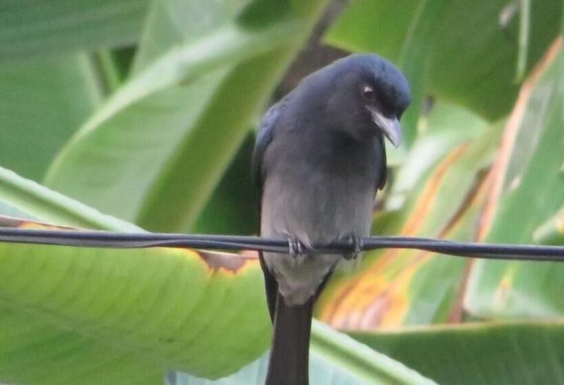 פנסיון Villa Olga