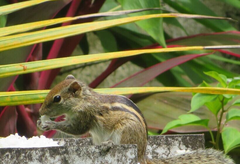 פנסיון Villa Olga