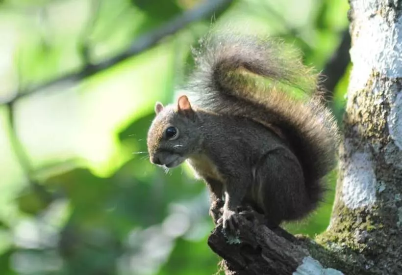 ペンション Pousada Tartarugas De Paúba