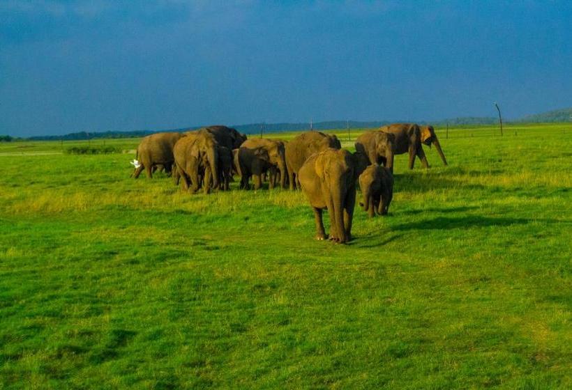 Pensionat Sigiriya Flower Guest