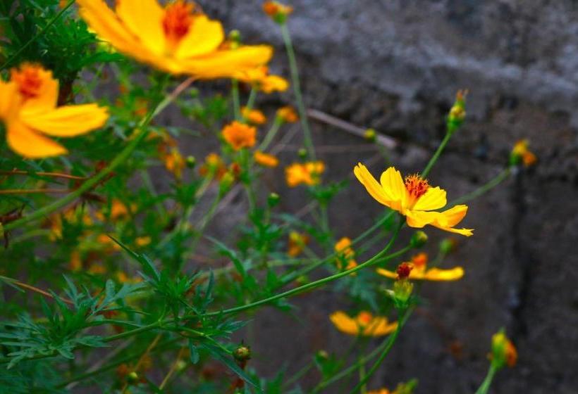 بنسيون A&b Resort Negombo