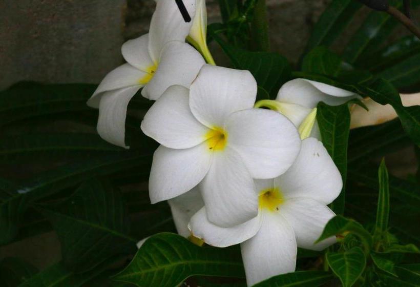 بنسيون A&b Resort Negombo