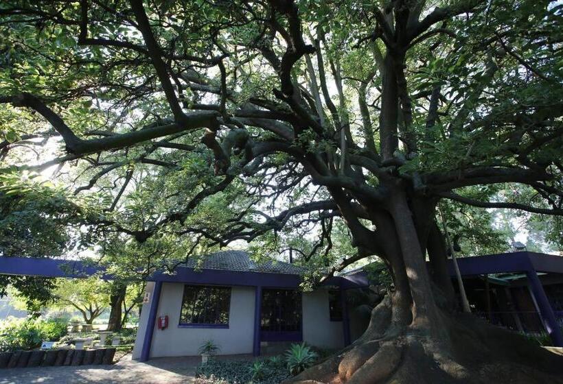 بنسيون Big Tree Midrand