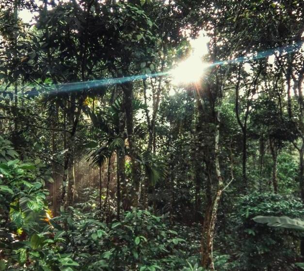 ユースホステル Periyar Green Bed & Breakfast