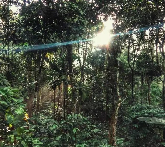 ユースホステル Periyar Green Bed & Breakfast