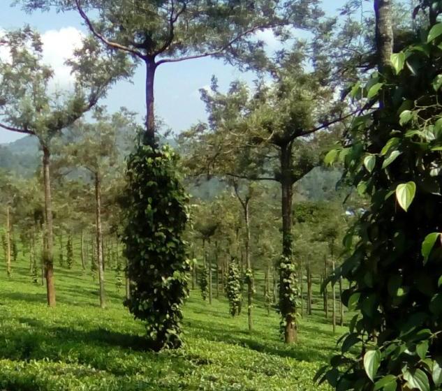 ユースホステル Periyar Green Bed & Breakfast