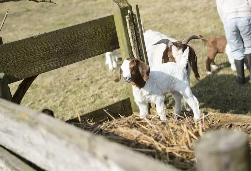 Majatalo B&b Logeren Bij Van Heeren