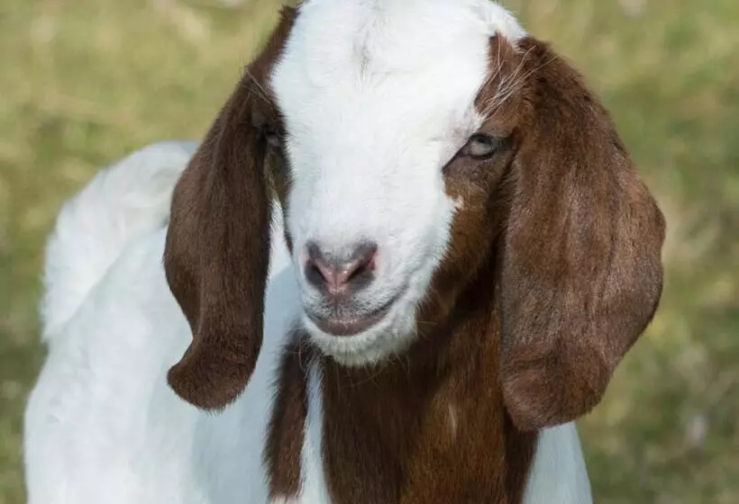 Majatalo B&b Logeren Bij Van Heeren