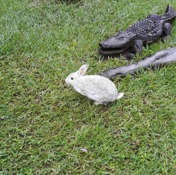 פנסיון Pousada Recanto Dos Cisnes