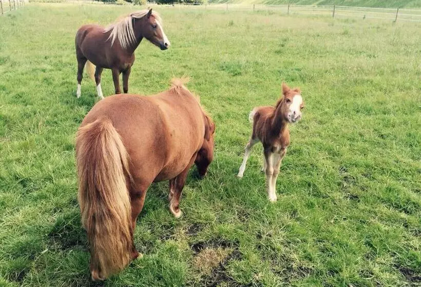 ペンション Buitenplaats Langewijk