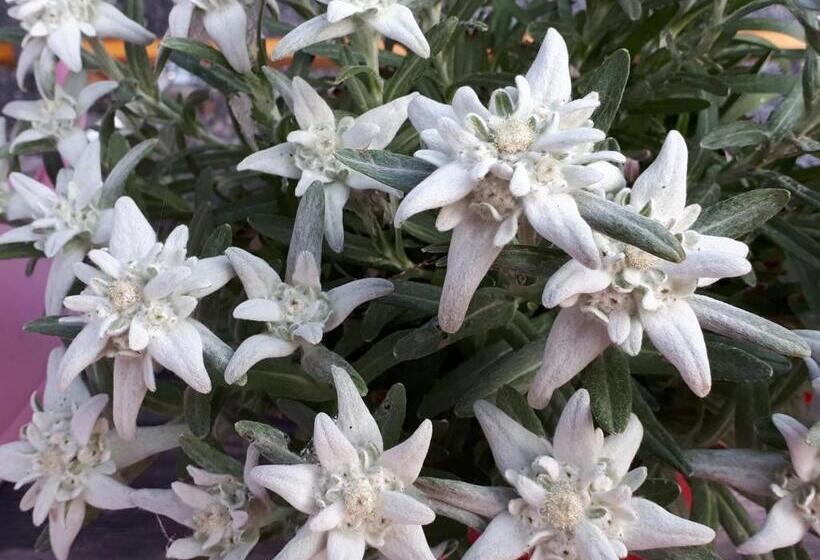 فندق Bio Gesundheitshof Daxinger