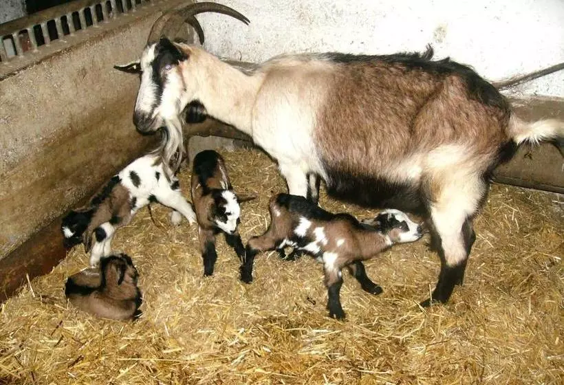ホテル Libiseller Anita Biobauernhof Unterhub