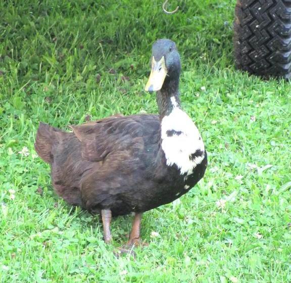 Отель Libiseller Anita Biobauernhof Unterhub