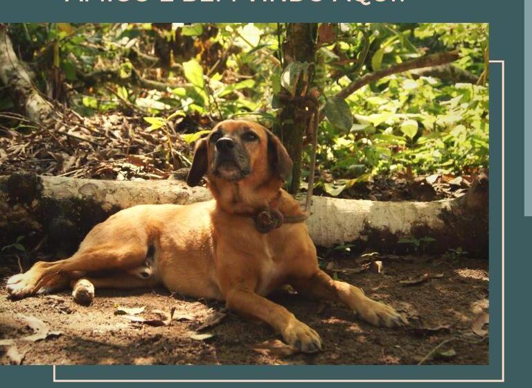 פנסיון Casa Bacarirá Floresta Com Yoga E Café Da Manhã Vegano