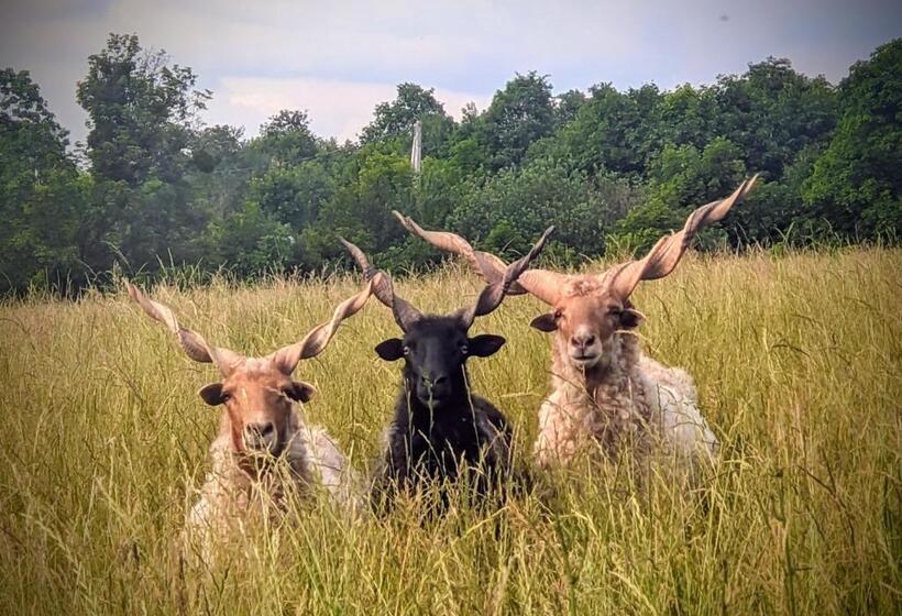 Pensjonat Guest House Magyar Route 66