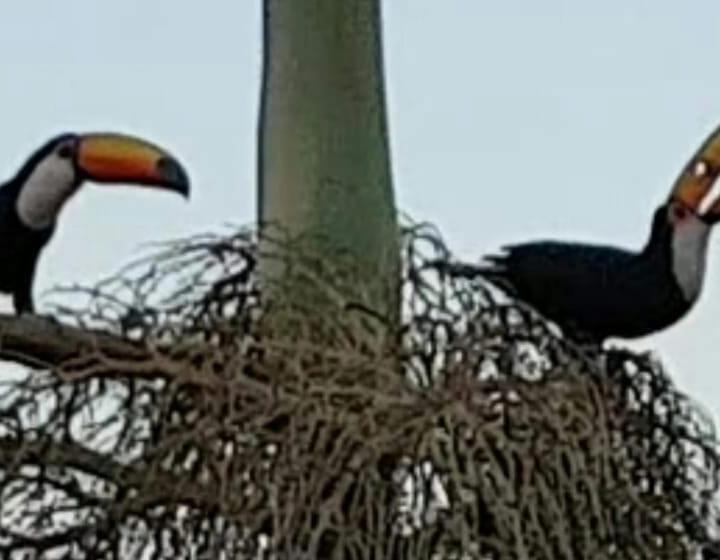 پانسیون Pousada Conquista Do Paraíso