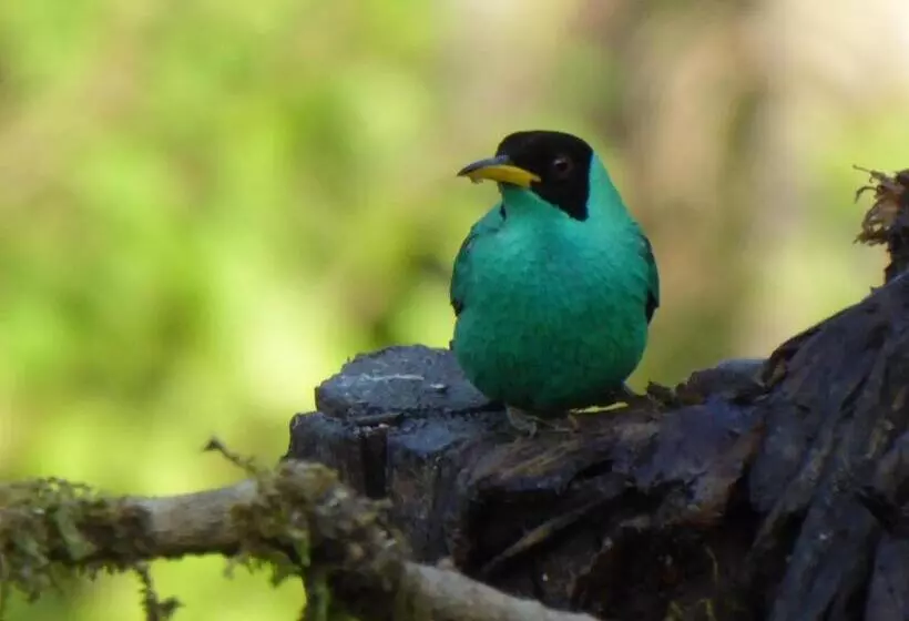 ホテル La Purruja Lodge