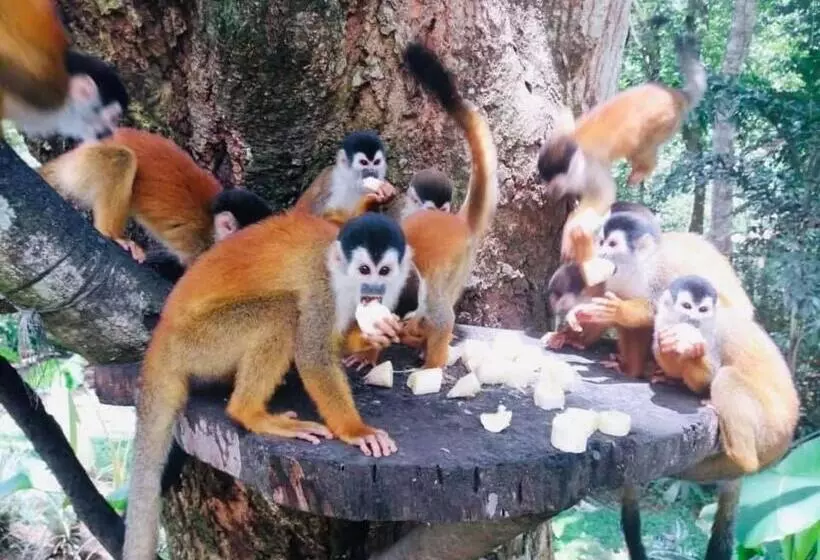 ホテル La Purruja Lodge