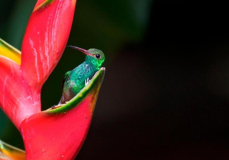 هتل La Purruja Lodge