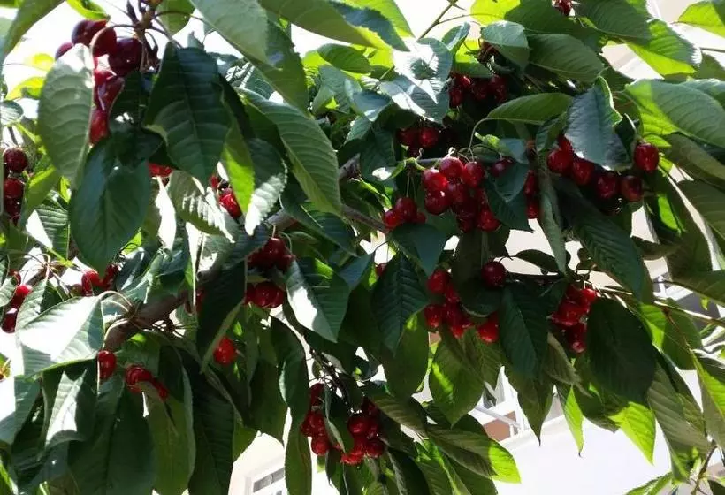 Karaagac Green Edirne