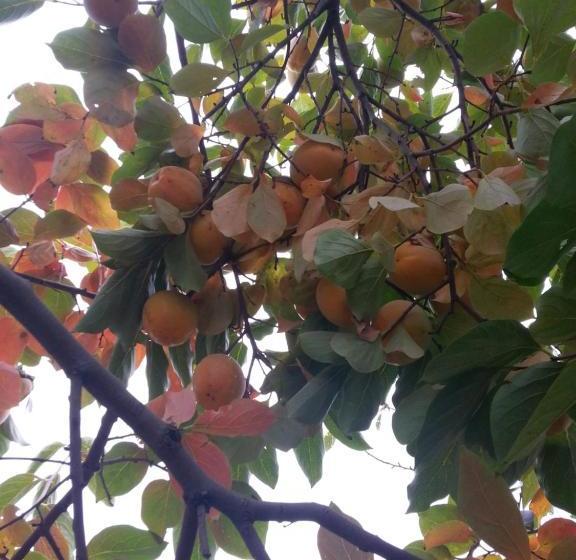 Karaagac Green Edirne